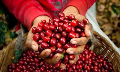 Giá cafe hôm nay 30/6:  Thị trường trong nước và thế giới tiếp tục lao dốc
