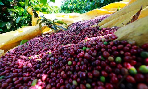 Giá cafe hôm nay 1/7: Hai sàn lớn tiếp tục đà giảm