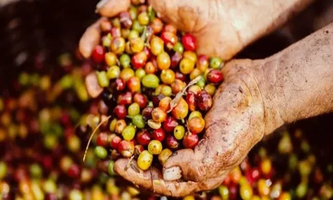 Giá cafe hôm nay 3/7: Thị trường trong nước có khởi sắc