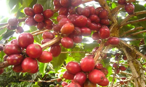 Giá cafe hôm nay 2/7: Thị trường trong nước tiếp tục giảm sâu