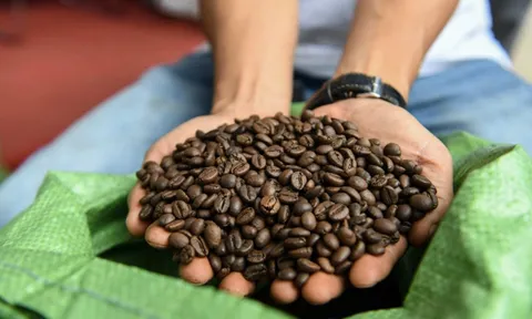 Giá cafe hôm nay 4/7: Thị trường trong nước hồi phục tăng mạnh 700 đ/kg