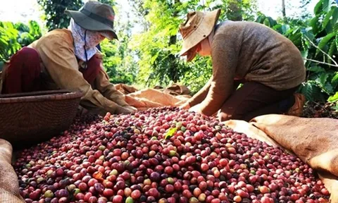 Giá cafe hôm nay 6/7: Thị trường trong nước tiếp tục giảm