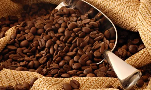 Giá cafe hôm nay 7/7: Thị trường trong nước sụt giảm liên tiếp