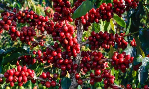 Giá cafe hôm nay 9/7: Thị trường trong nước tăng mạnh