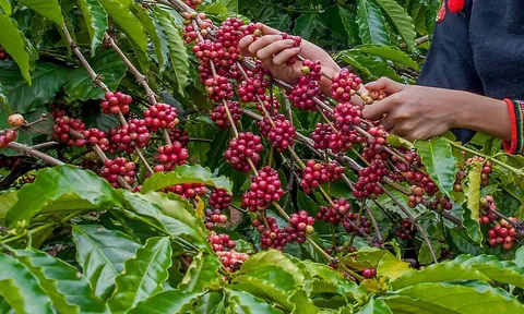 Giá cafe hôm nay 10/7: Thị trường trong nước có khởi sắc
