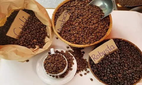 Giá cafe hôm nay 11/7: Thị trường trong nước và thế giới sụt giảm cùng lúc