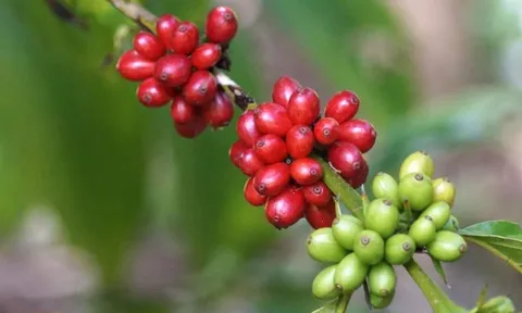 Giá cafe hôm nay 12/7: Thị trường trong nước tiếp tục giảm 100 đ/kg