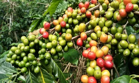 Giá cafe hôm nay 13/7: Thị trường trong nước tiếp tục giảm mạnh