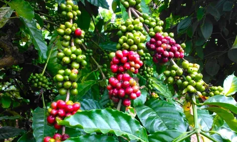 Giá cafe hôm nay 14/7: Tiếp tục xu hướng giảm