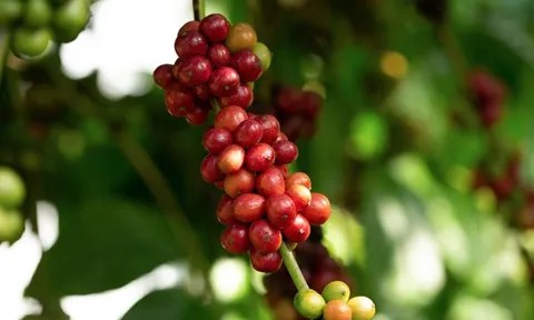 Giá cafe hôm nay 15/7: Hai sàn đồng loạt tăng mạnh