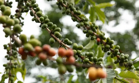Giá cafe hôm nay 16/7: Quay đầu tăng giá