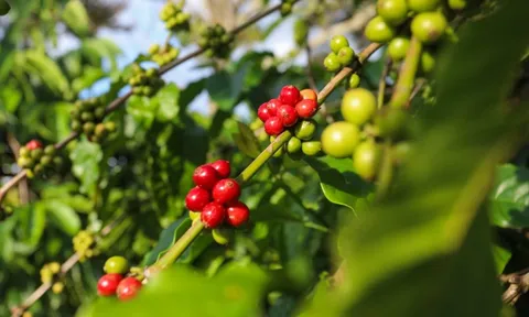 Giá cafe hôm nay 17/7: Thị trường trong nước tiếp tục đà tăng