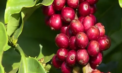 Giá cafe hôm nay 18/7: Thị trường trong nước tiếp tục tăng