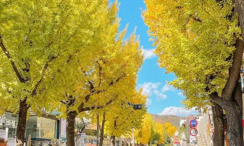 Hàng cây lá vàng trăm tuổi trên phố cổ ở Hàn Quốc