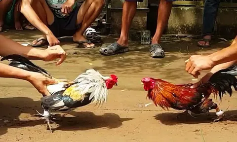 21 người bị cảnh sát vây bắt tại sới bạc