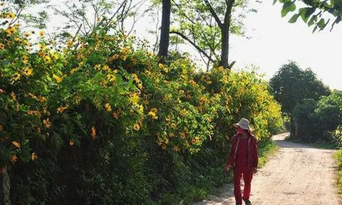 Khám phá con đường hoa dã quỳ đẹp ngất ngây ngay giữa lòng Hà Nội