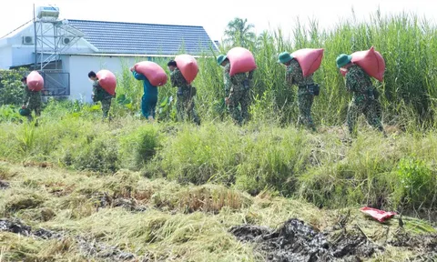 Bộ đội xuống ruộng thu hoạch lúa giúp dân ở TP.HCM