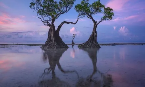 Những cái cây "nhảy múa" độc đáo ở Indonesia