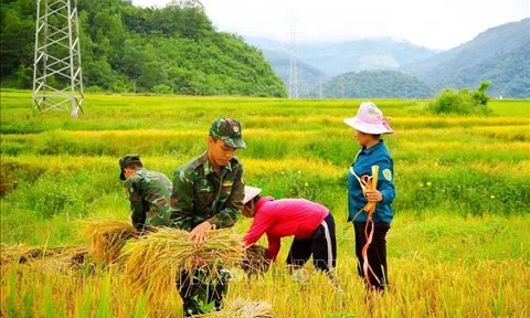 Mùa vàng ấm tình quân dân vùng ngoài lòng chảo Mường Thanh