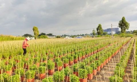 Tp.HCM: Người trồng hoa thấp thỏm trước Tết Nguyên đán