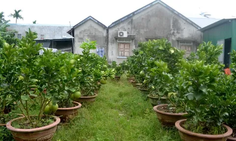 Khánh Hòa: Nhà vườn bưởi cảnh Tết thấp thỏm vì thương lái chưa hỏi mua