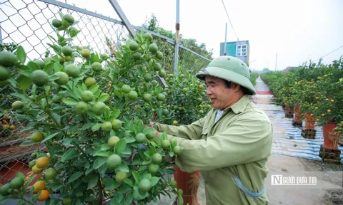 Làng quất Tứ Liên tất bật vào vụ Tết Nhâm Dần 2022