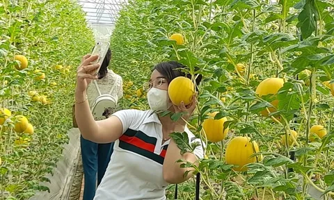 Vĩnh Long: Dưa hấu vàng ruột đỏ chưng tết hút hàng