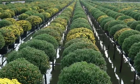 “Thủ phủ hoa” lớn nhất miền Tây rộn ràng sắc xuân