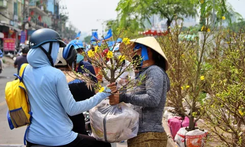 Tp.HCM: Nhộn nhịp đưa mai vàng “trên bến dưới thuyền” về nhà đón Tết