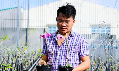 Những vườn lan rừng ở Lâm Đồng khoe sắc đón xuân