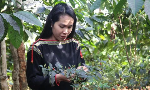 Thiếu nữ Ê Đê khao khát lưu giữ ẩm thực truyền thống của buôn làng