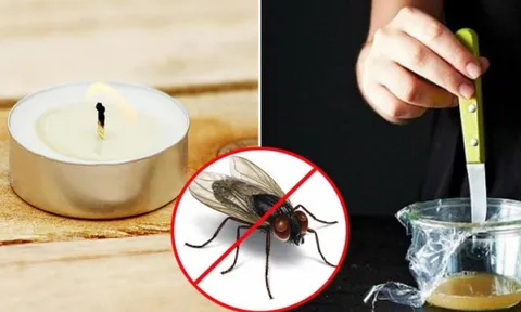 7 chiêu độc khiến ruồi muỗi “dạt nhà” đi xa không dám quay lại
