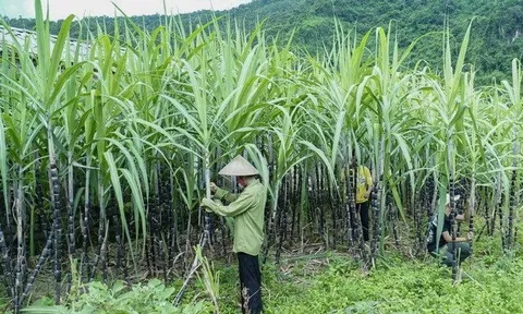 Hàng lậu chưa xử lý dứt điểm, doanh nghiệp ngành mía đường vẫn lao đao