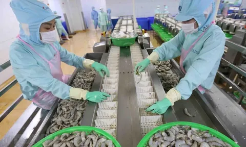 Xuất khẩu thủy sản tăng và bài toán giữ vững vị thế