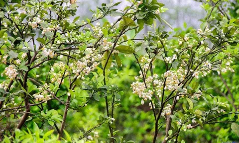 Em đã thấy mùa thu chưa?