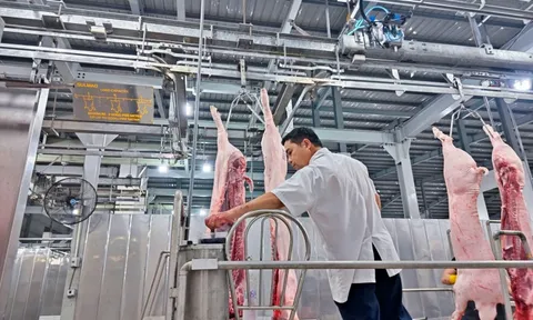 Vì sao nhà máy giết mổ heo công nghiệp chỉ hoạt động cầm chừng với 50% công suất