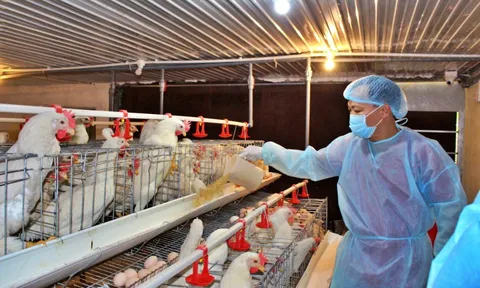 Thị trường còn bất lợi, doanh nghiệp ngành gia cầm tìm hướng đi mới