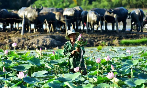 Lão nông 40 năm chăn trâu quanh những tòa cao ốc chọc trời ở Sài Gòn