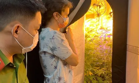 Bình Thuận: Bắt người nước ngoài trồng và tàng trữ trái phép cây cần sa