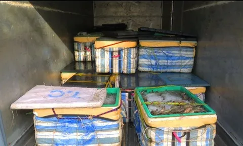 Bạc Liêu: Phát hiện xe chở hơn một tấn tôm chứa tạp chất Agar và CMC