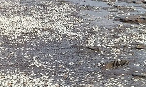 Bạc Liêu: Hàng trăm tấn nghêu của HTX bất ngờ chết hàng loạt