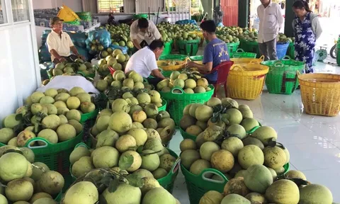 Nông dân miền Tây chú trọng sản xuất trái cây chuẩn GAP