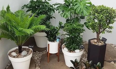 Bốn cây cảnh “bảng vàng” hút khí độc, các bà nội trợ không nên bỏ qua