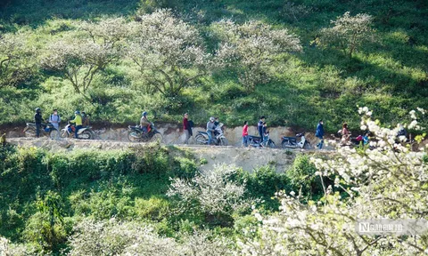 "Thiên đường" hoa mận trắng