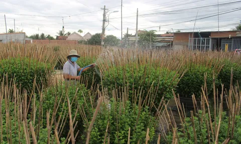 Nhọc nhằn mùa hoa Tết ở làng cúc trứ danh