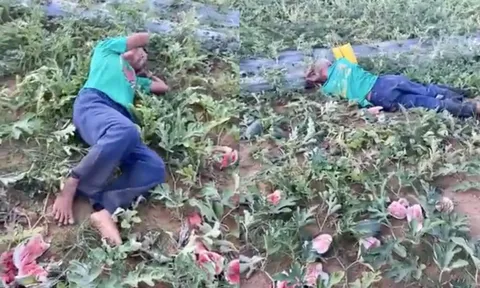 Vụ ruộng dưa bị phá: Bắt nhóm đối tượng, hé lộ nguyên nhân bất ngờ