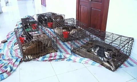 Triệt phá ổ nhóm siêu “cẩu tặc” chuyên nghiệp mỗi đêm trộm 100 con chó