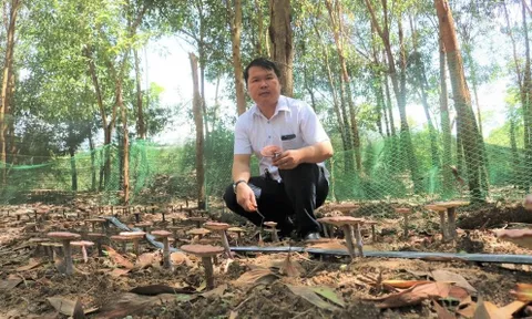 Dốc gia tài, liều lĩnh tìm "vàng" dưới tán rừng