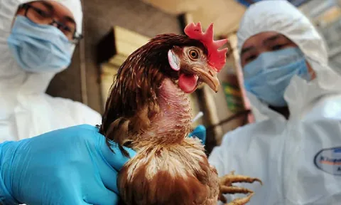 Biểu hiện nghi ngờ mắc cúm A/H5N1 ở người và cách phòng chống