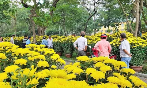 Làng hoa Tết ở Nam bộ: Hối hả chăm cây, hồi hộp ngóng giá